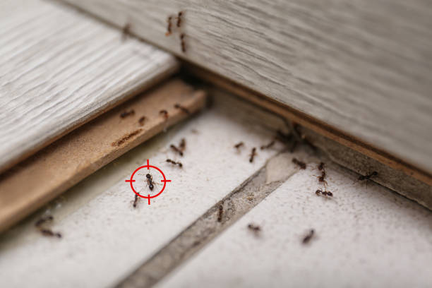 Best Spider Control Near Me  in Keystone Heights, FL