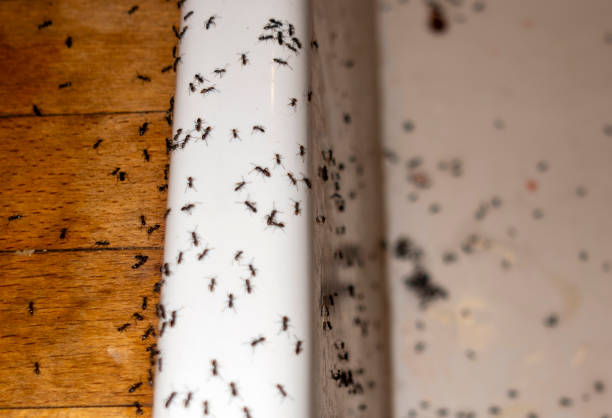Best Affordable Pest Control Services  in Keystone Heights, FL