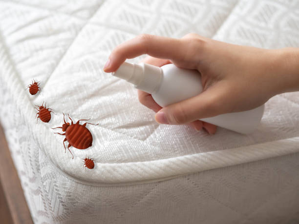 Flea Control Services in Keystone Heights, FL
