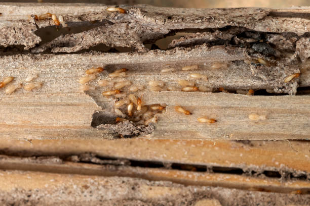 Best Termite Control Services  in Keystone Heights, FL