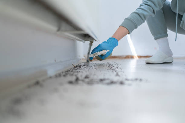 Best Wasp Removal Services  in Keystone Heights, FL